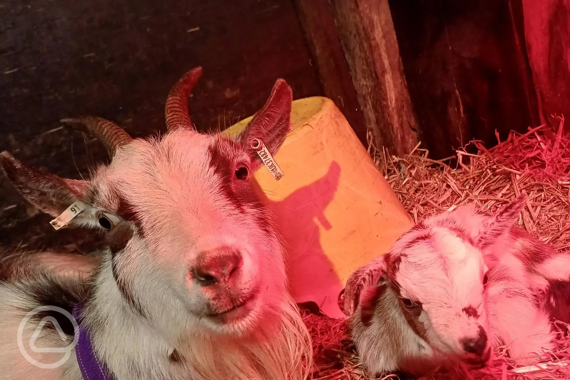 Our Nanny goat Flute and her baby Splodge