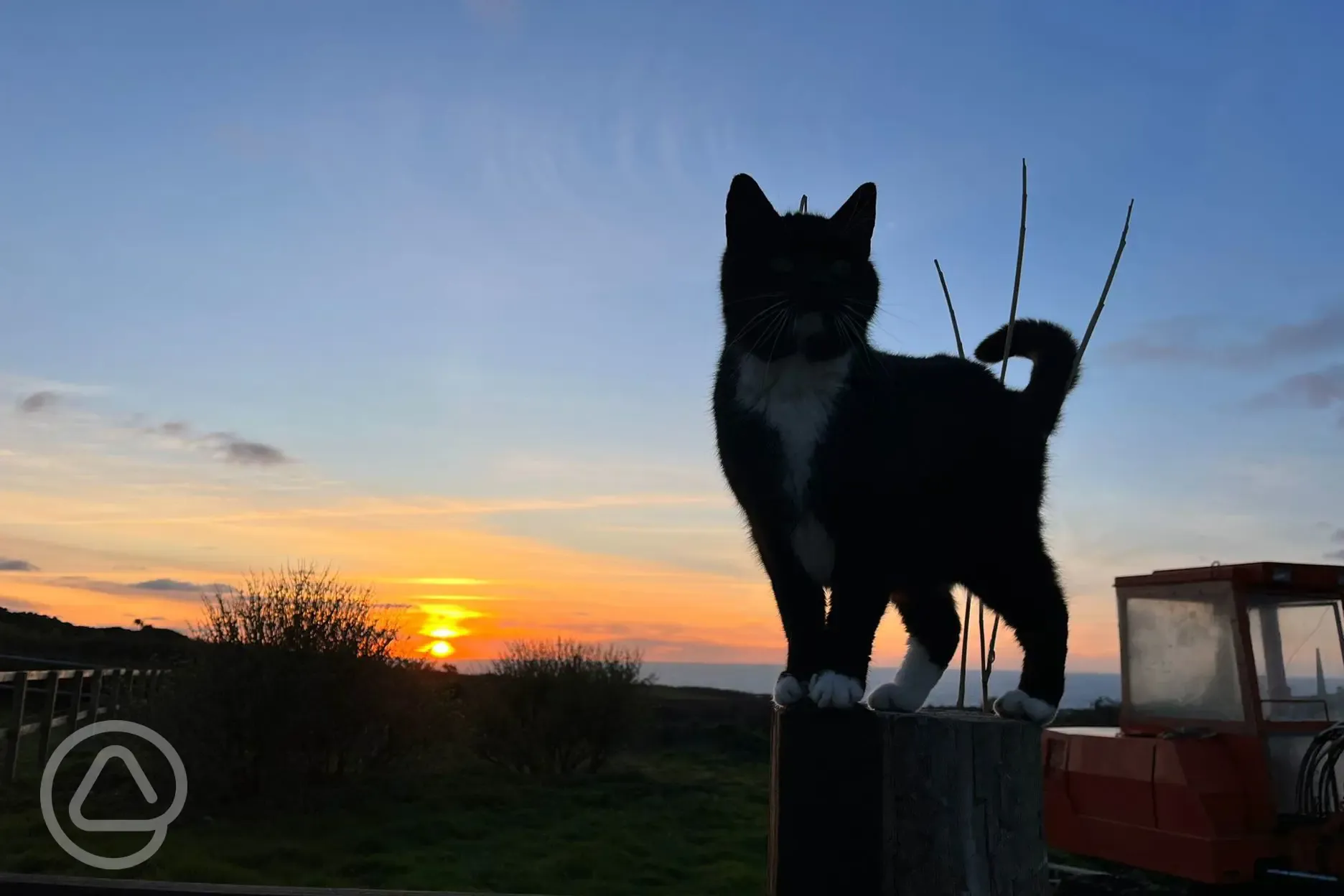 Farm cat Jack enjoying the sunset