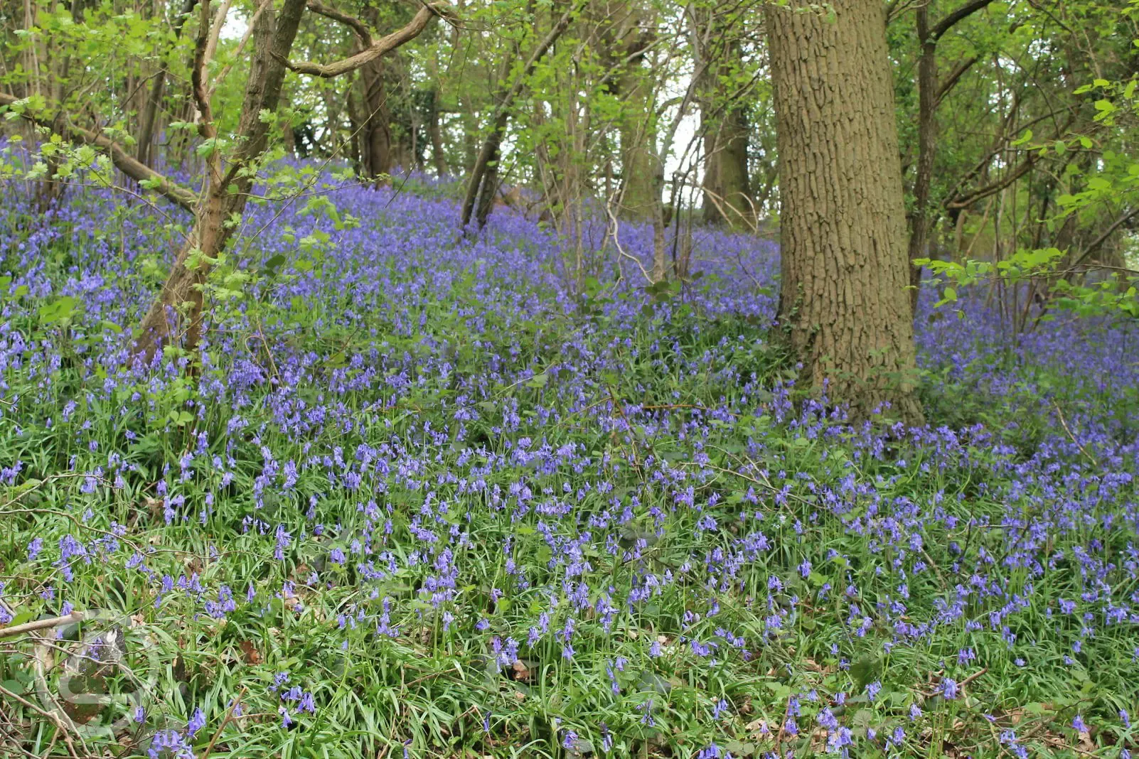 Bluebells in the woodlands