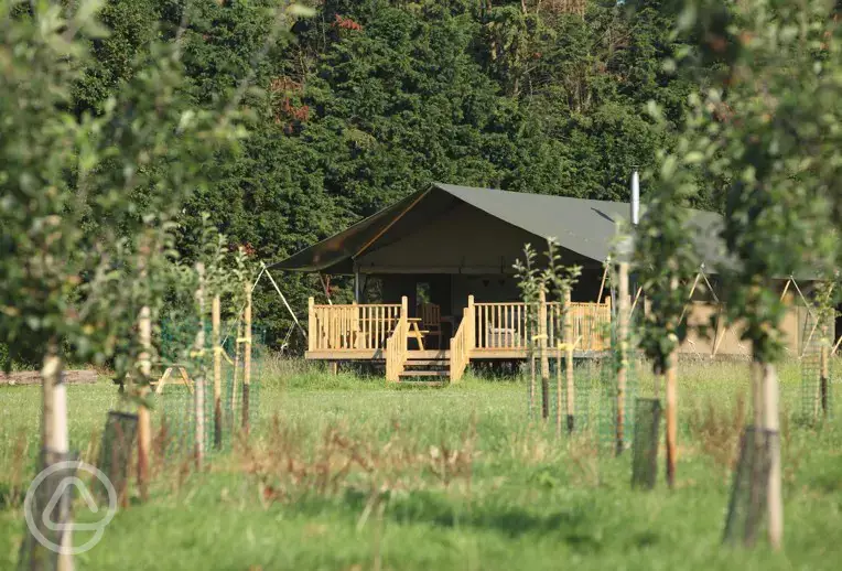 Safari tent