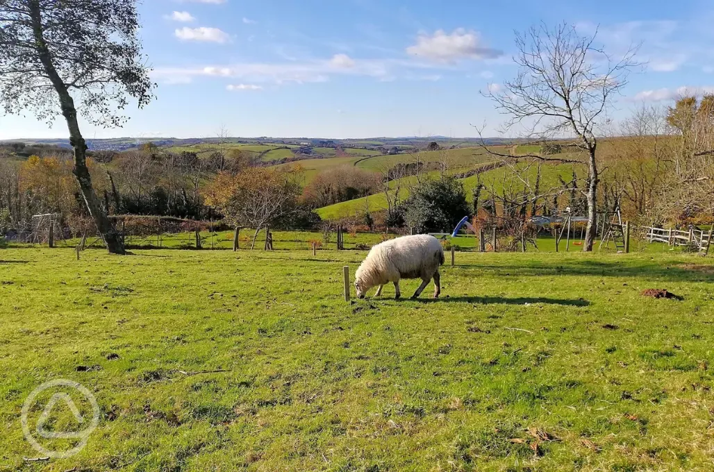 Sheep and countryside views