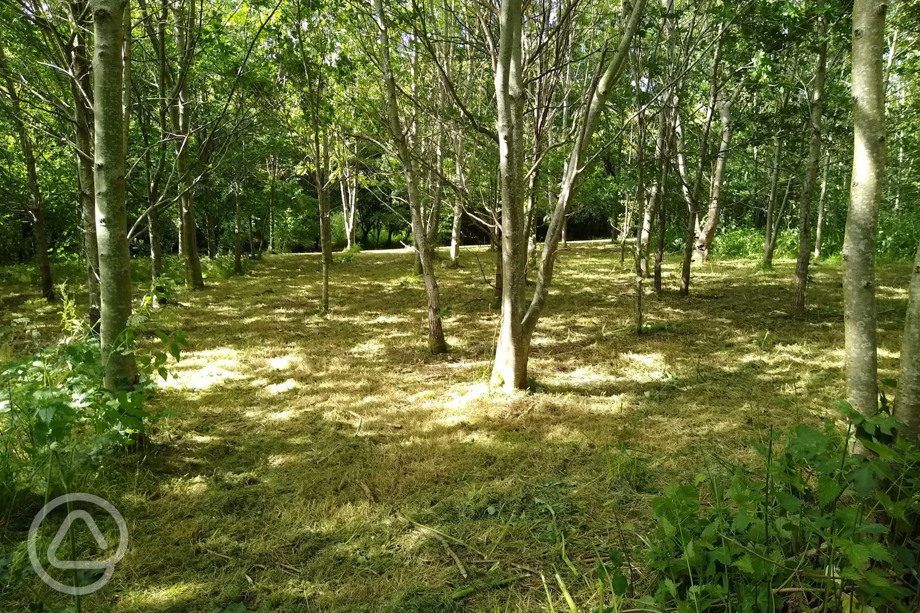 Woodland camp area