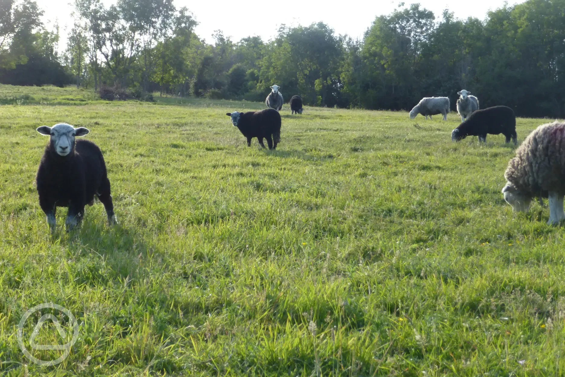 Herdwick sheep in the field nearby