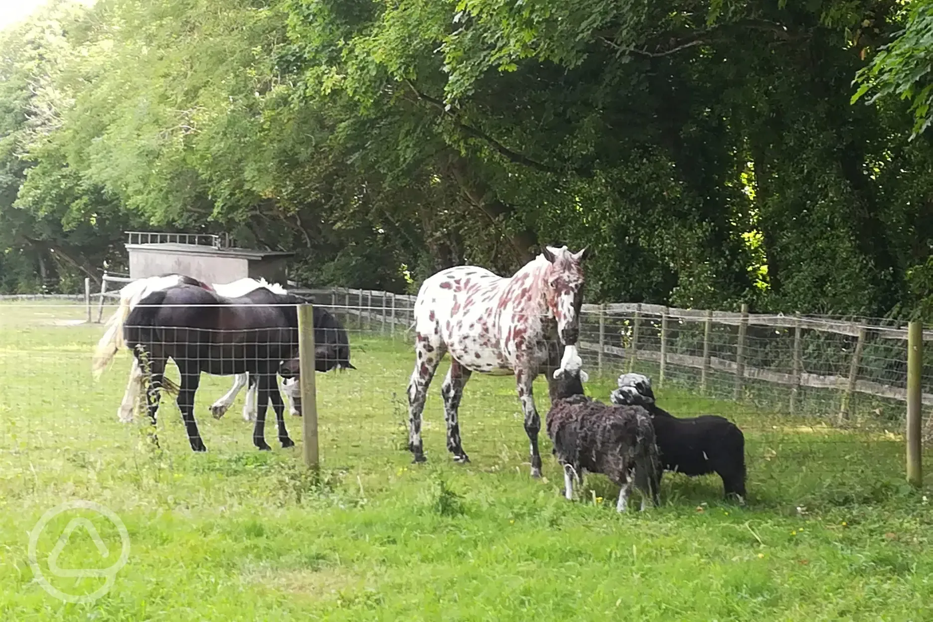 Sheep and horses nearby