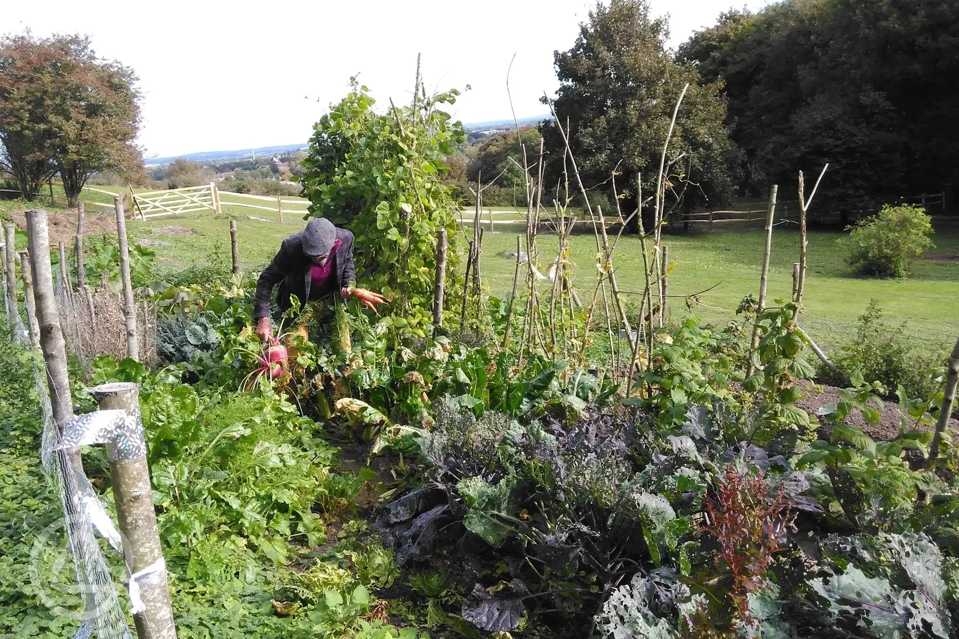 Organic veg garden onsite