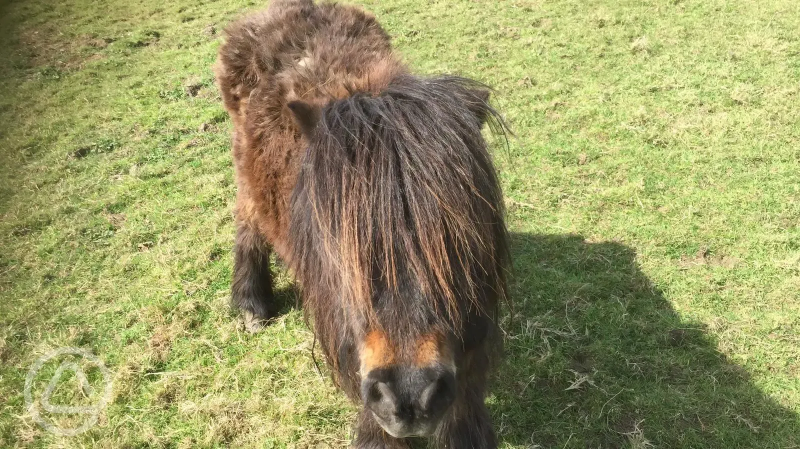 Crianza the shetland Pony