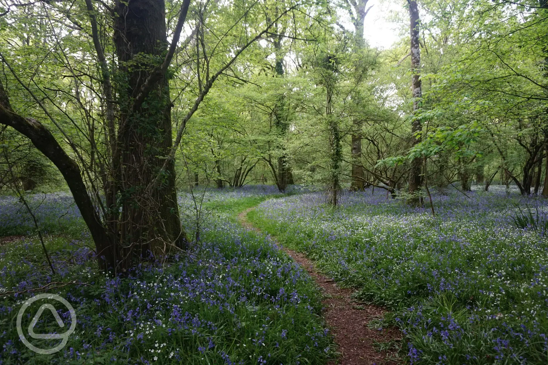 Nearby Bluebell woods ajoining the farm