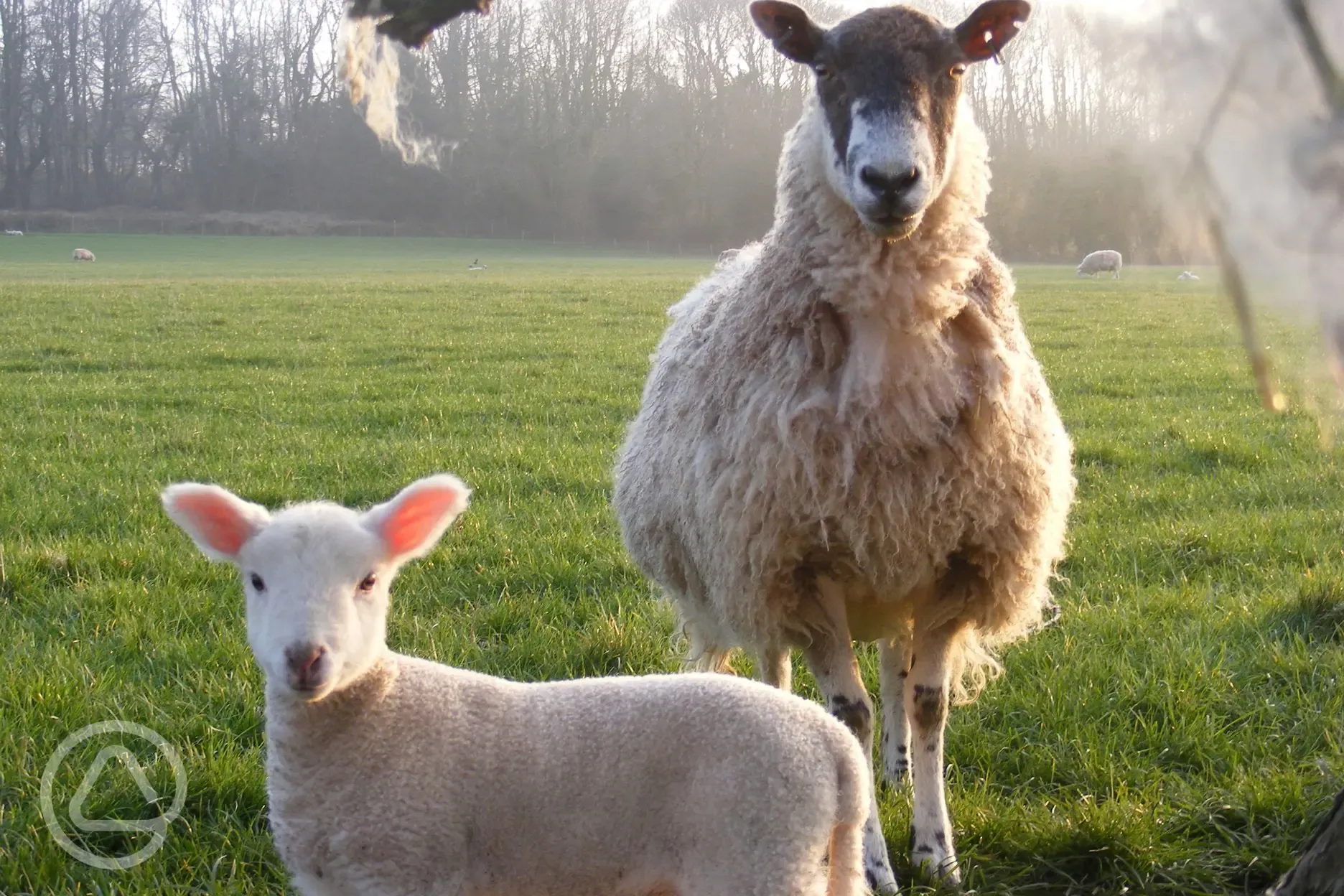 Marshwood Farm sheep