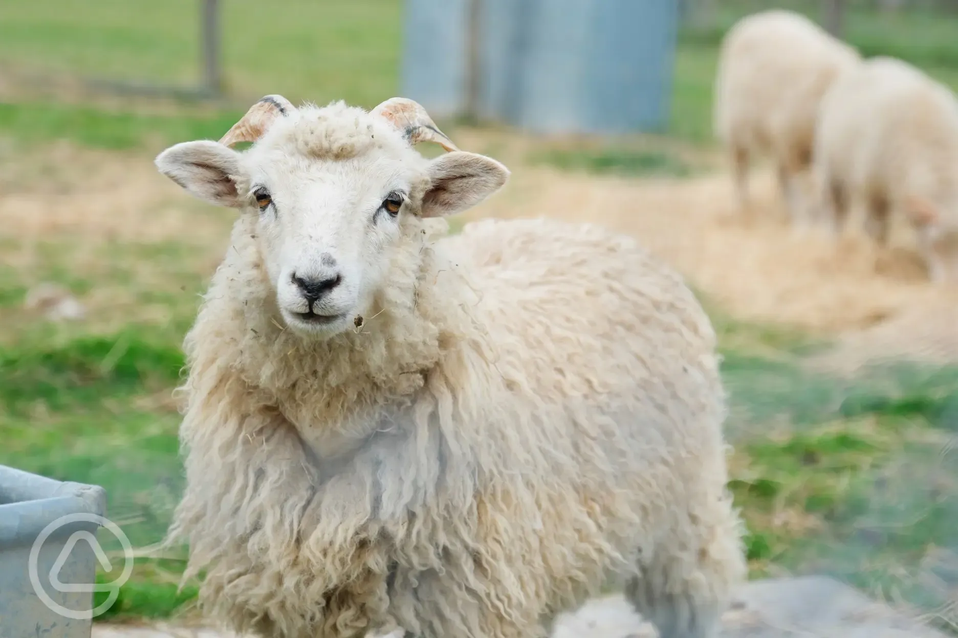 Farm animals on site