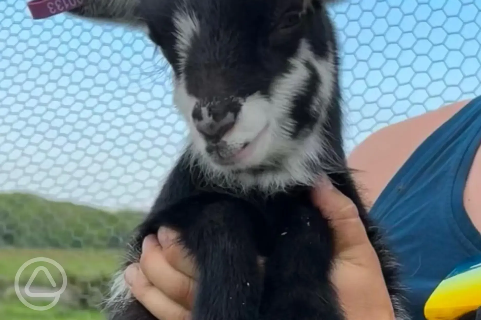 Farm animals onsite with petting experiences