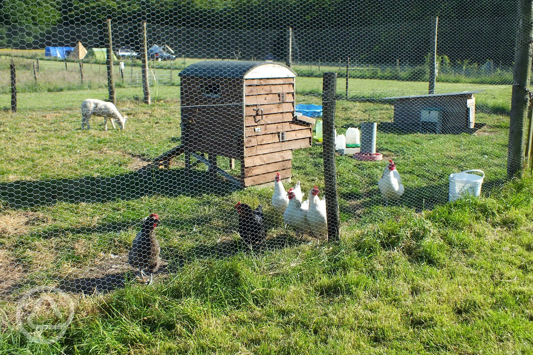 Farm animals on site