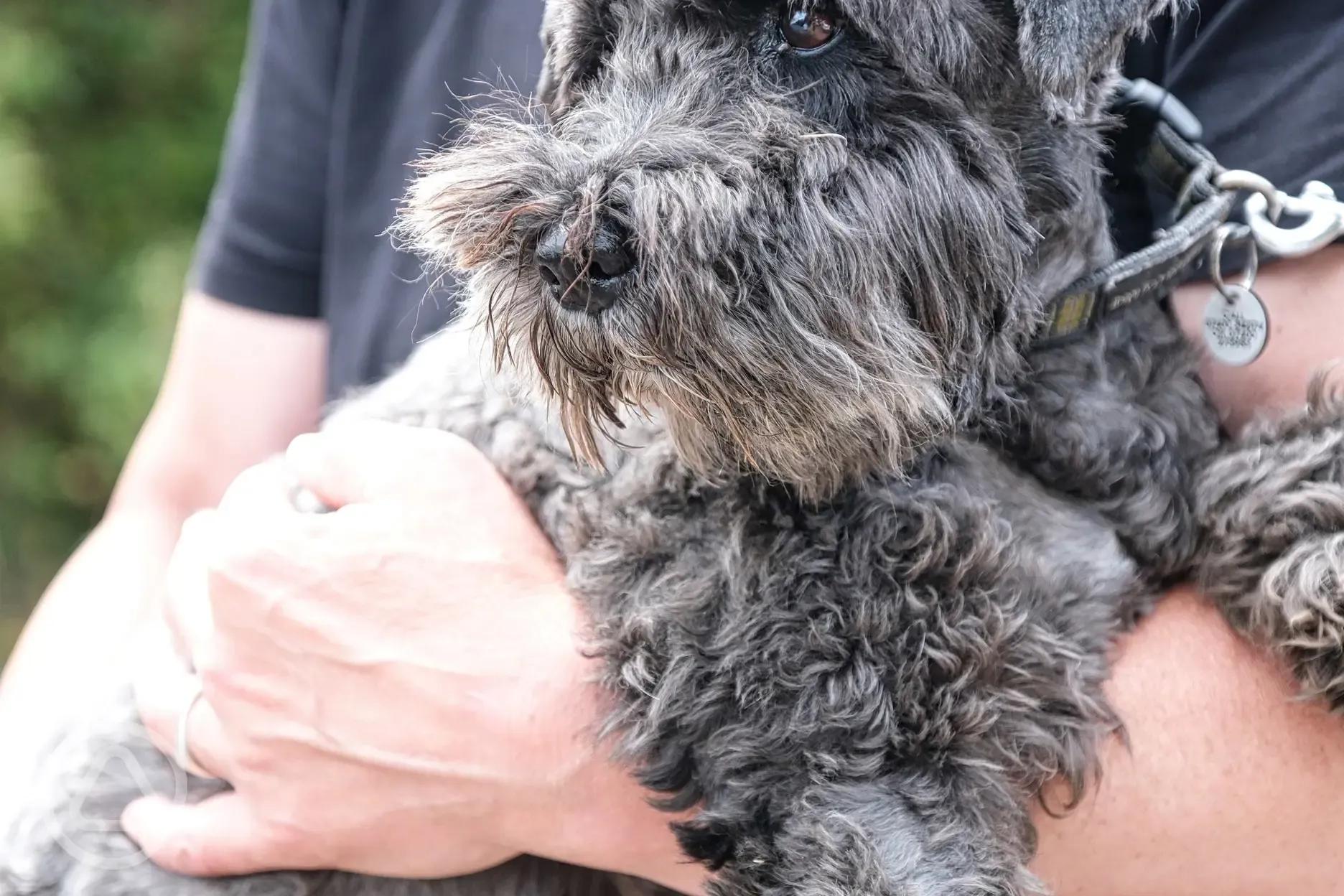 Dog friendly site offering a monthly pup social
