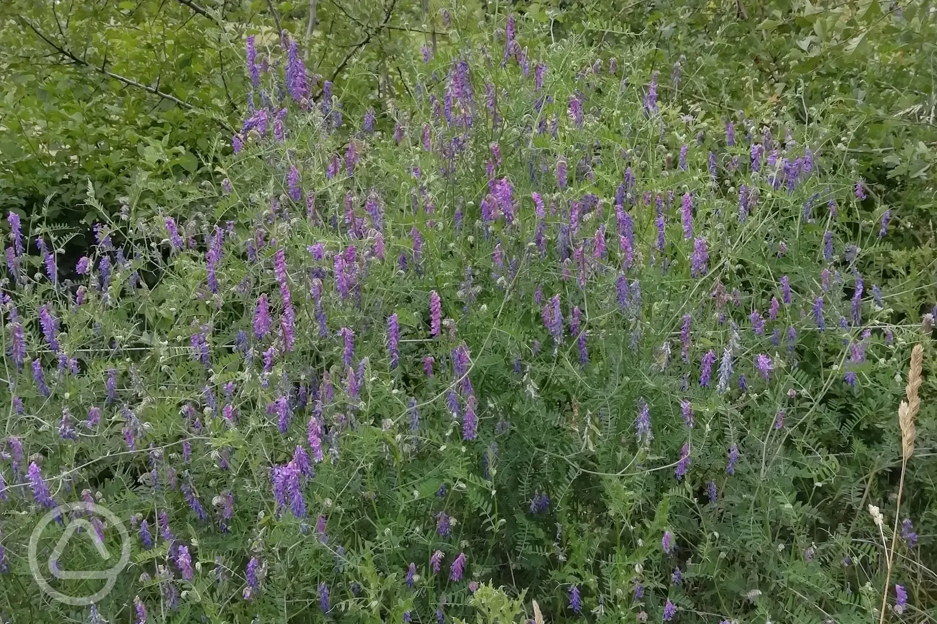 Wild flowers 