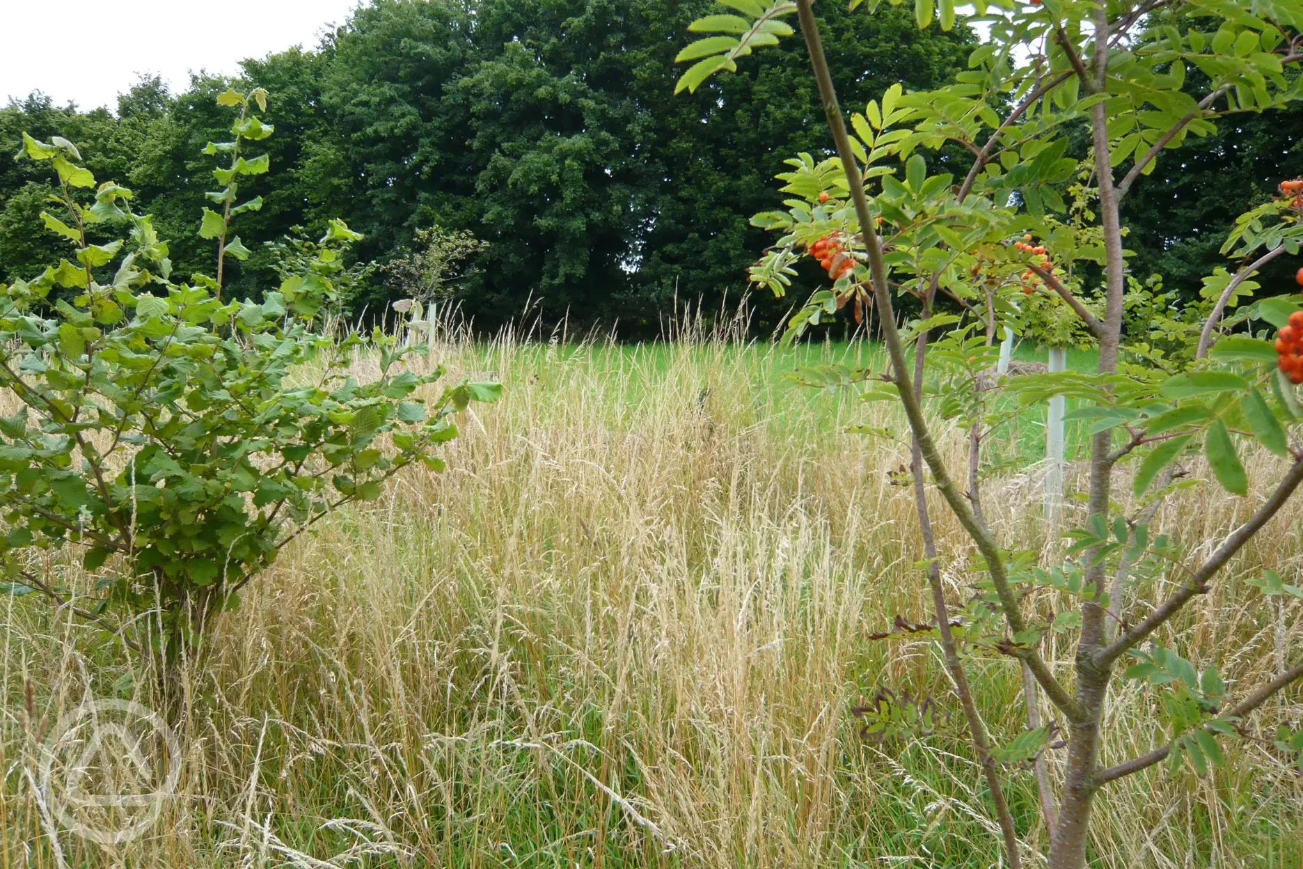 Rowan trees 