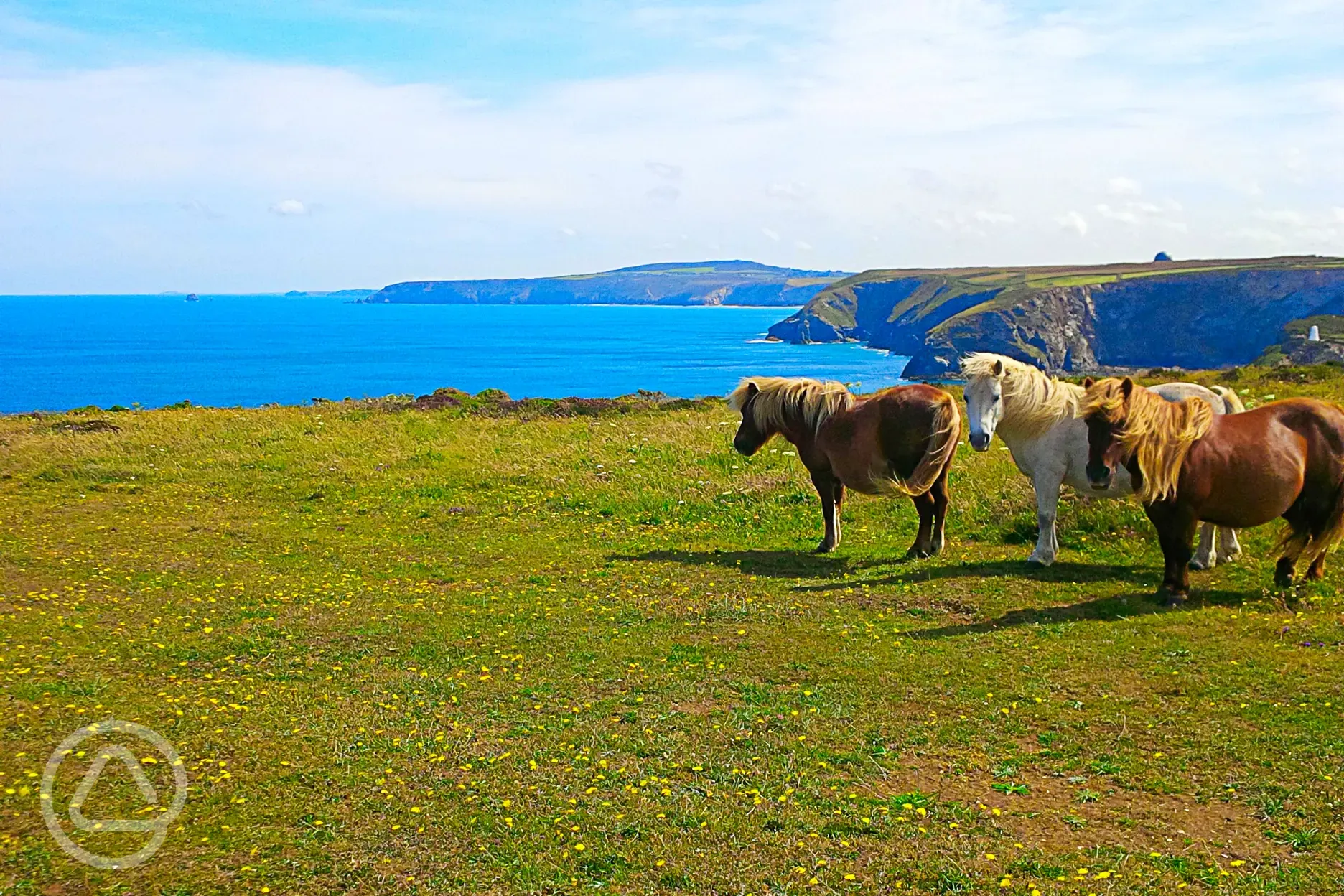 Horses on the cliffs of Portreath