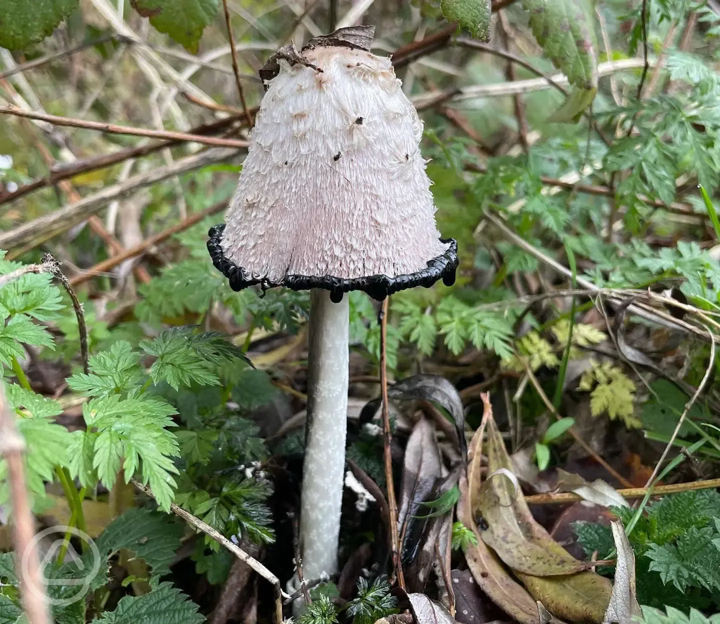 Foraging classes 