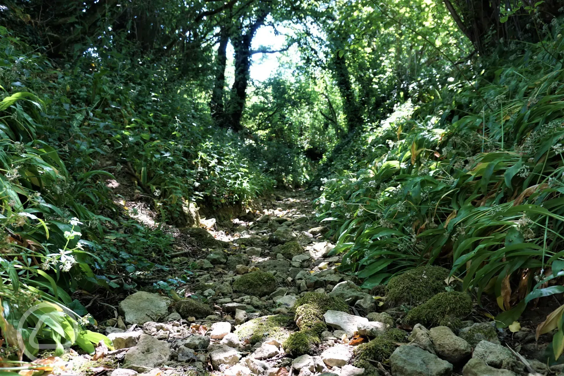 dry wooded stream - suitable for walking along the dry bed