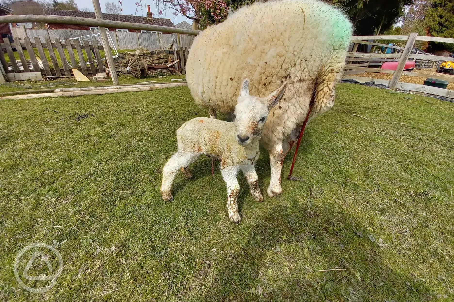 Lambs on site