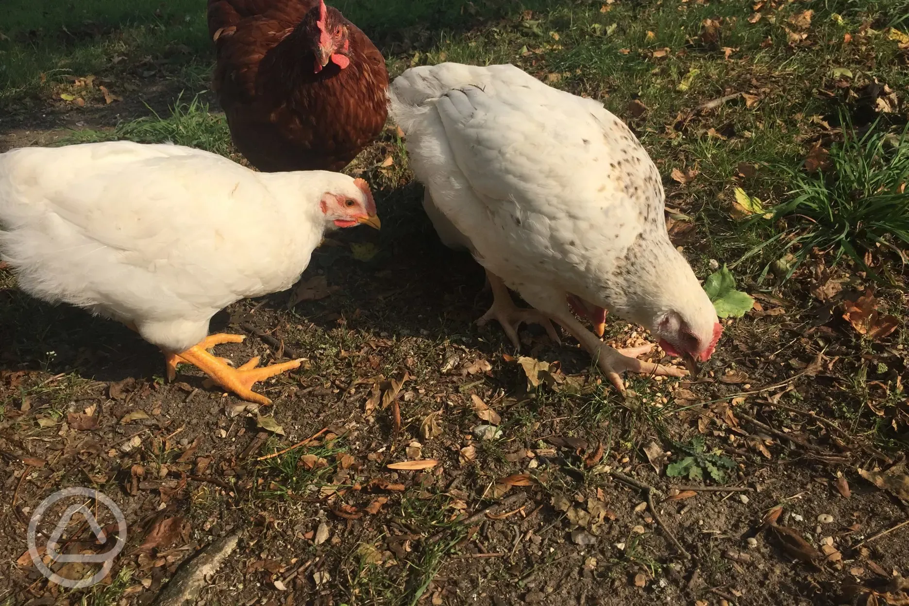 A haven for animals, wildlife and nature. Friendly chickens!