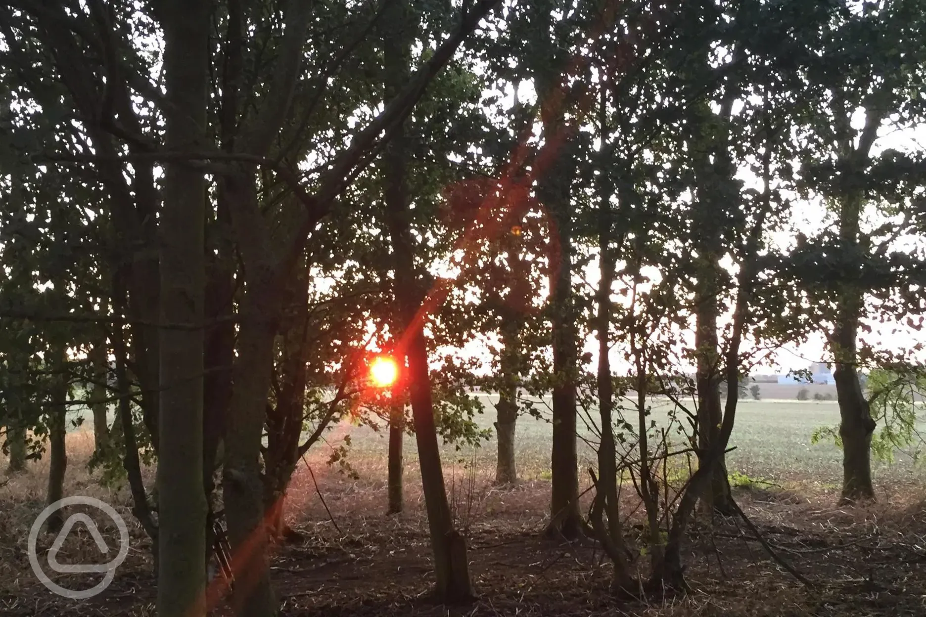 Den building and sunset through the trees.