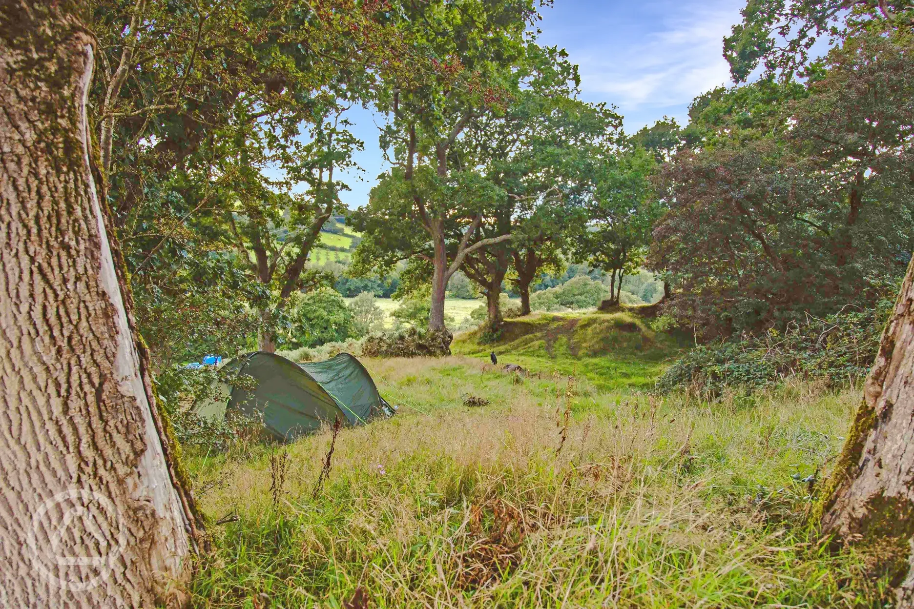 Wild grass pitches