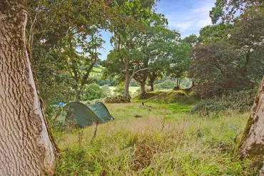 Wild grass pitches