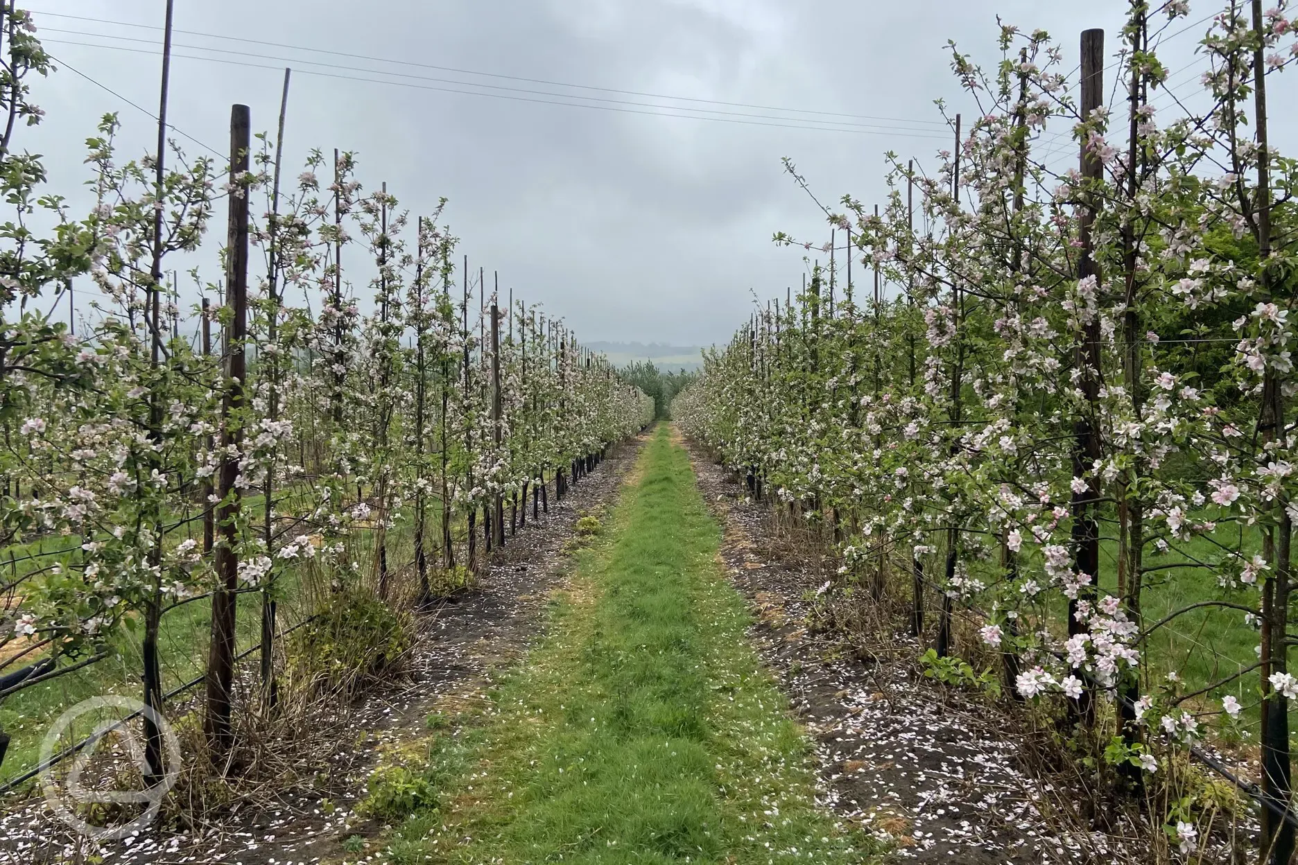 There are 6 various types of Apple trees in the top orchard
