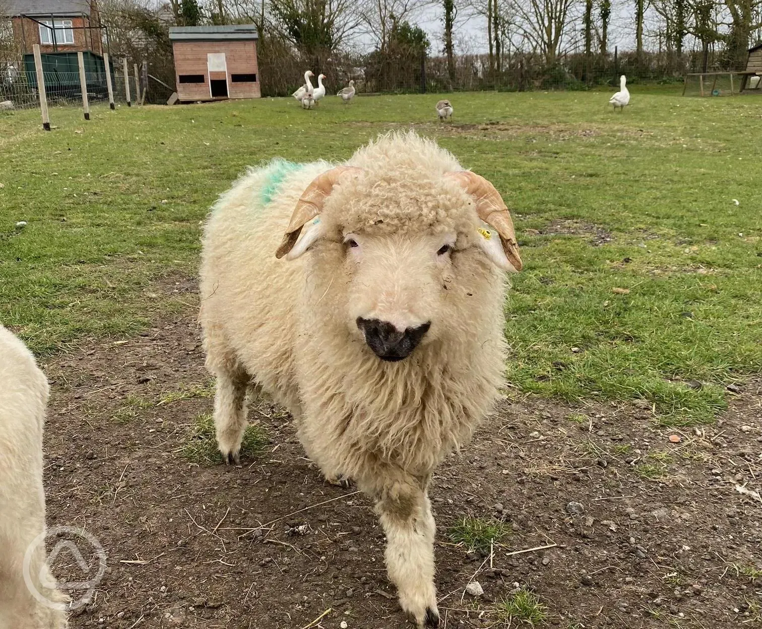 Onsite lambs