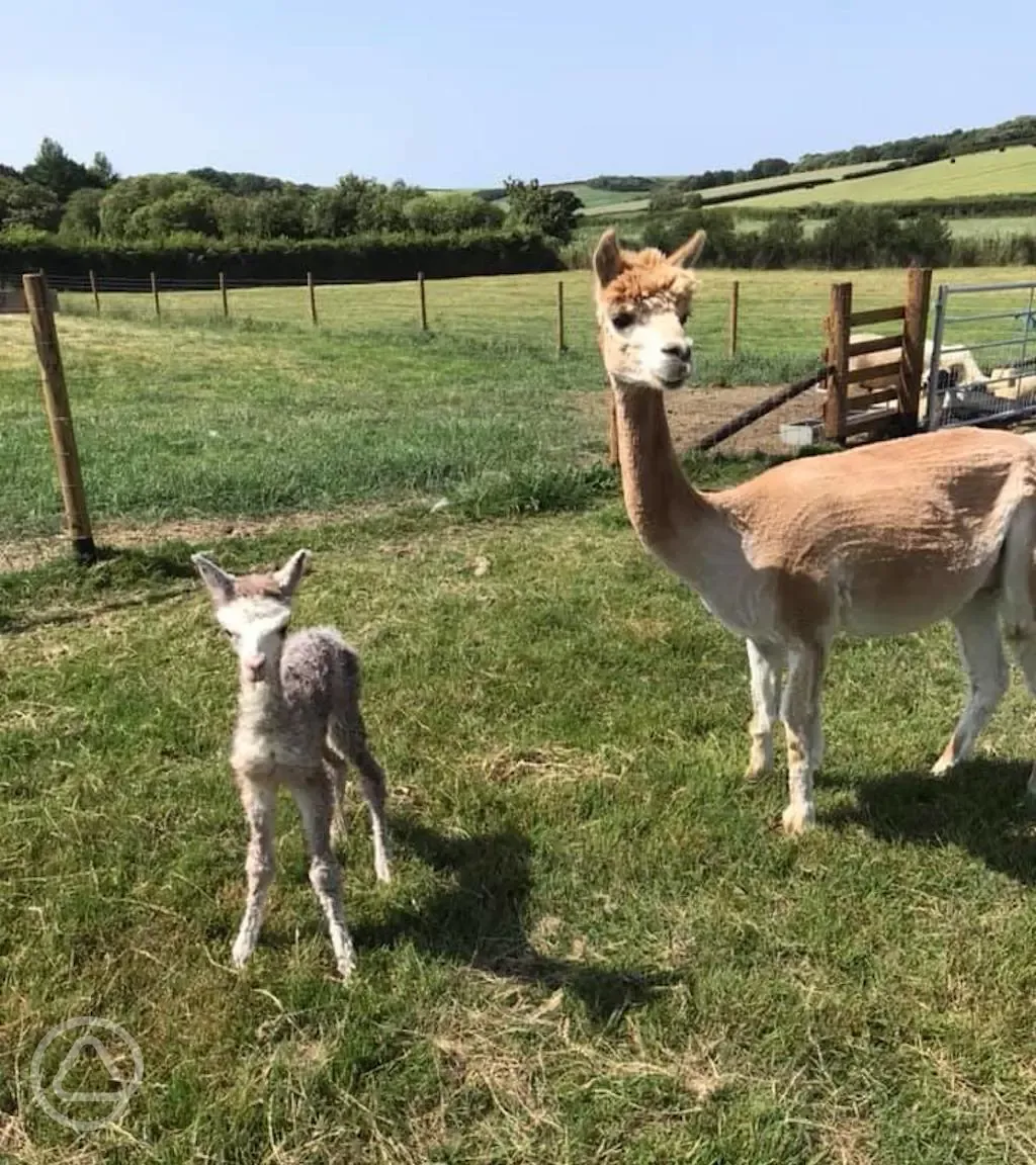 Onsite alpacas