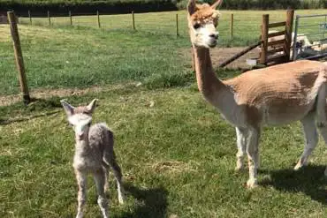 Onsite alpacas