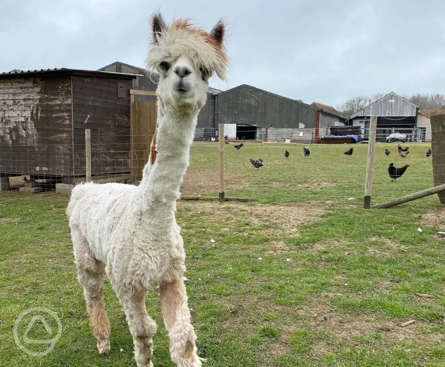 Onsite alpacas