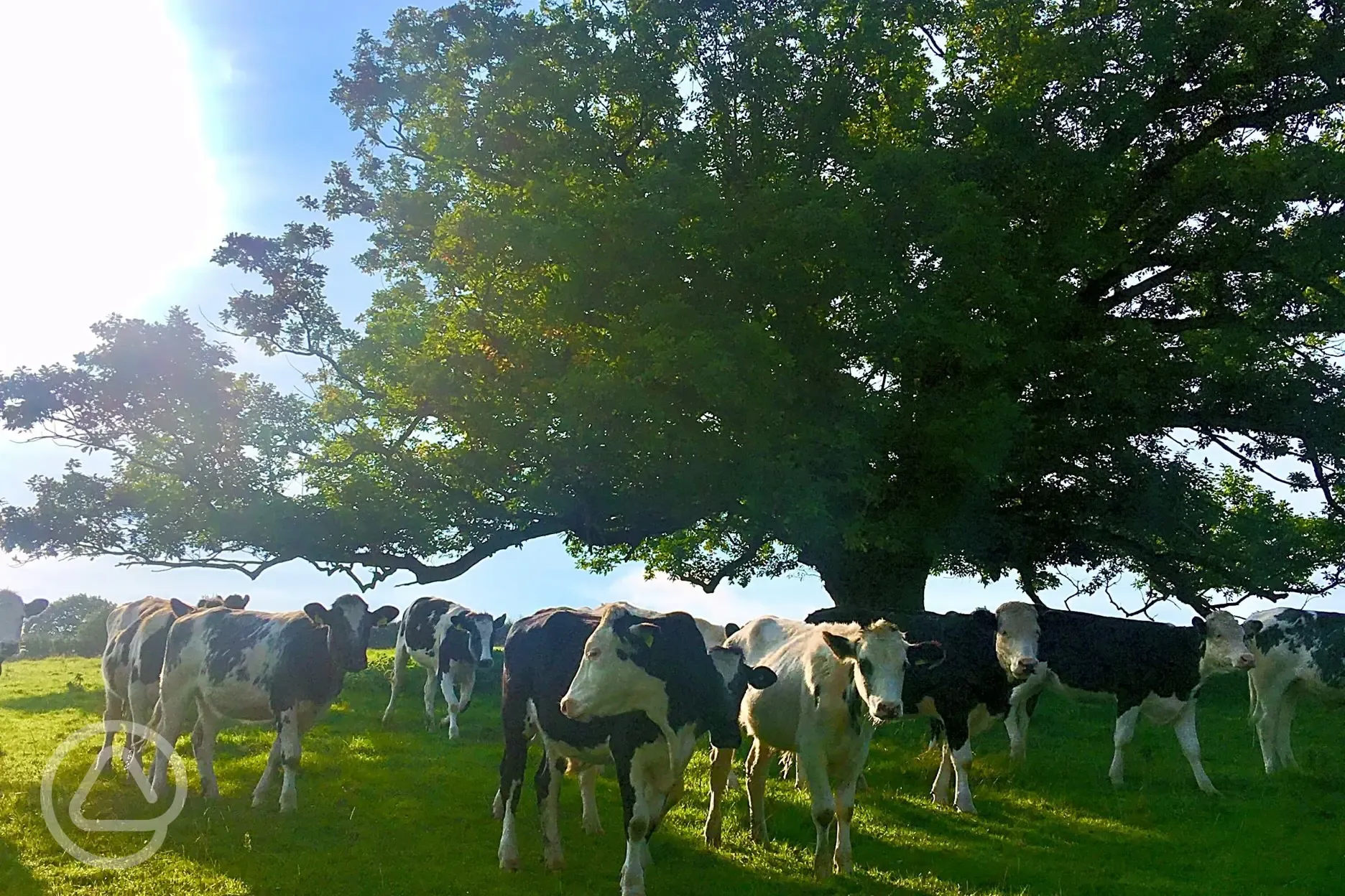 Onsite cows