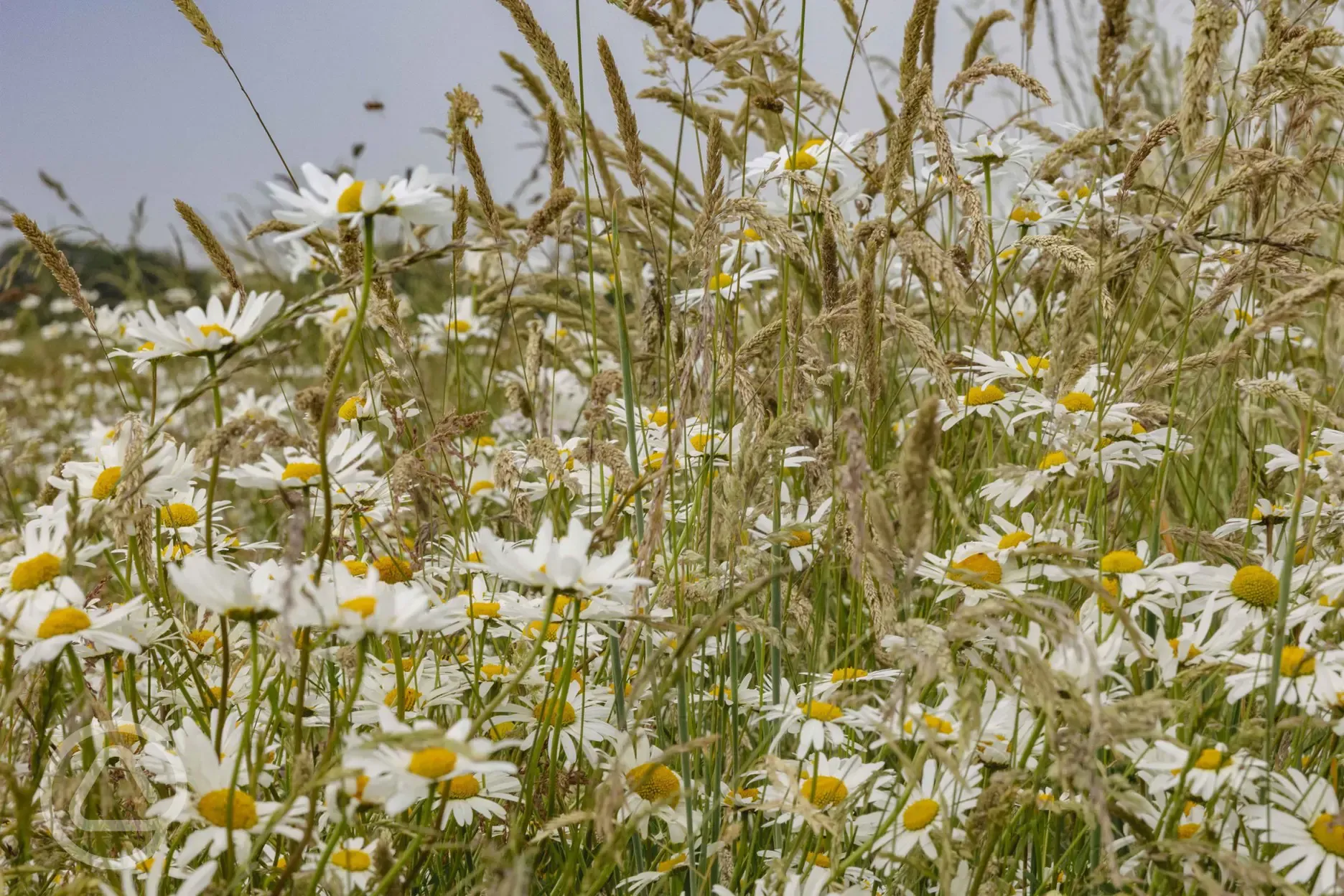Some of the wildfowers in the meadow