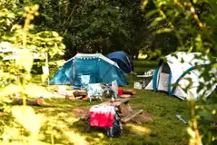 Woodland grass pitches (5m x 7m) for tents only