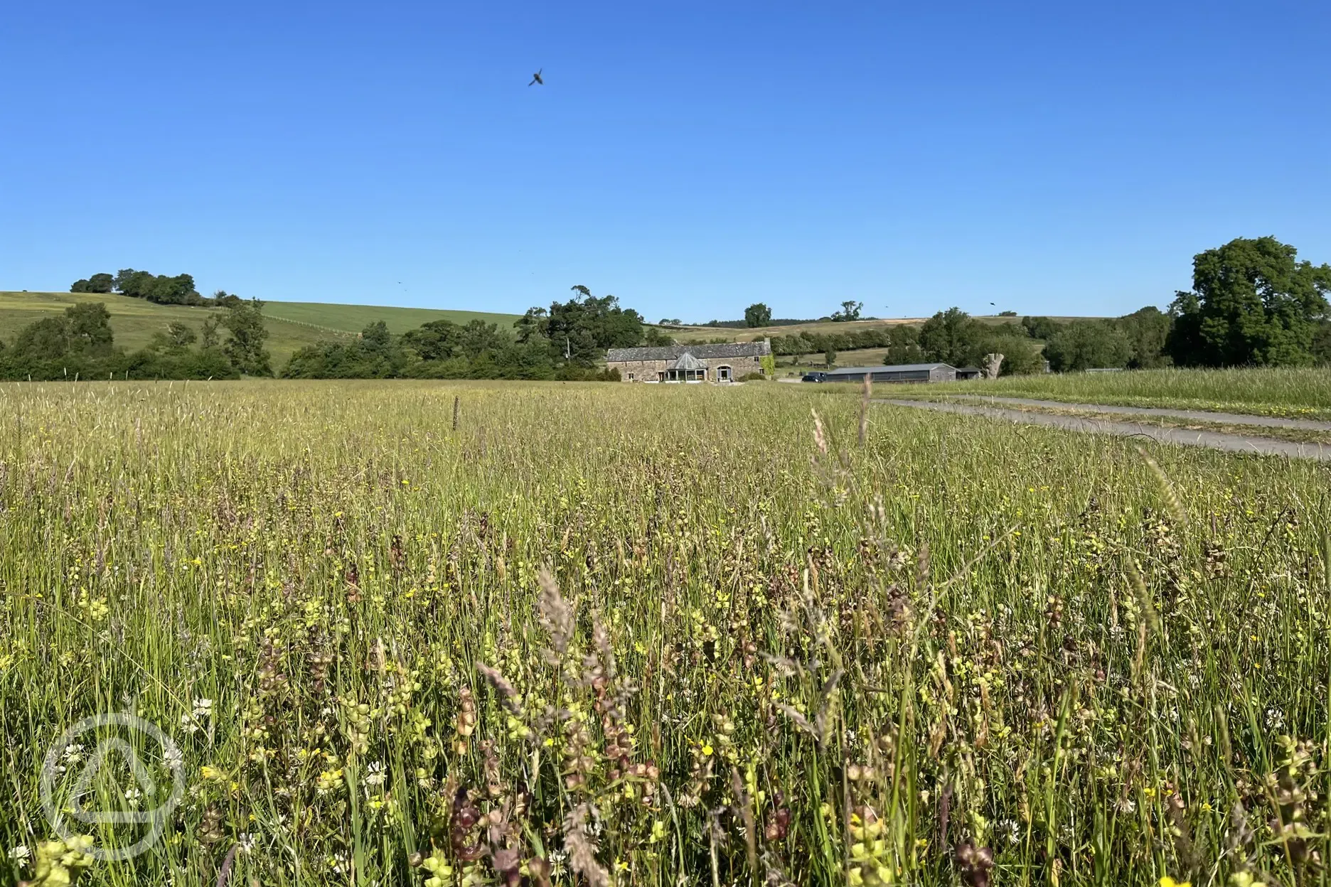 Wildflower meadow