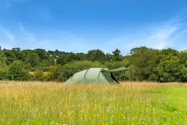 Wild meadow grass pitches