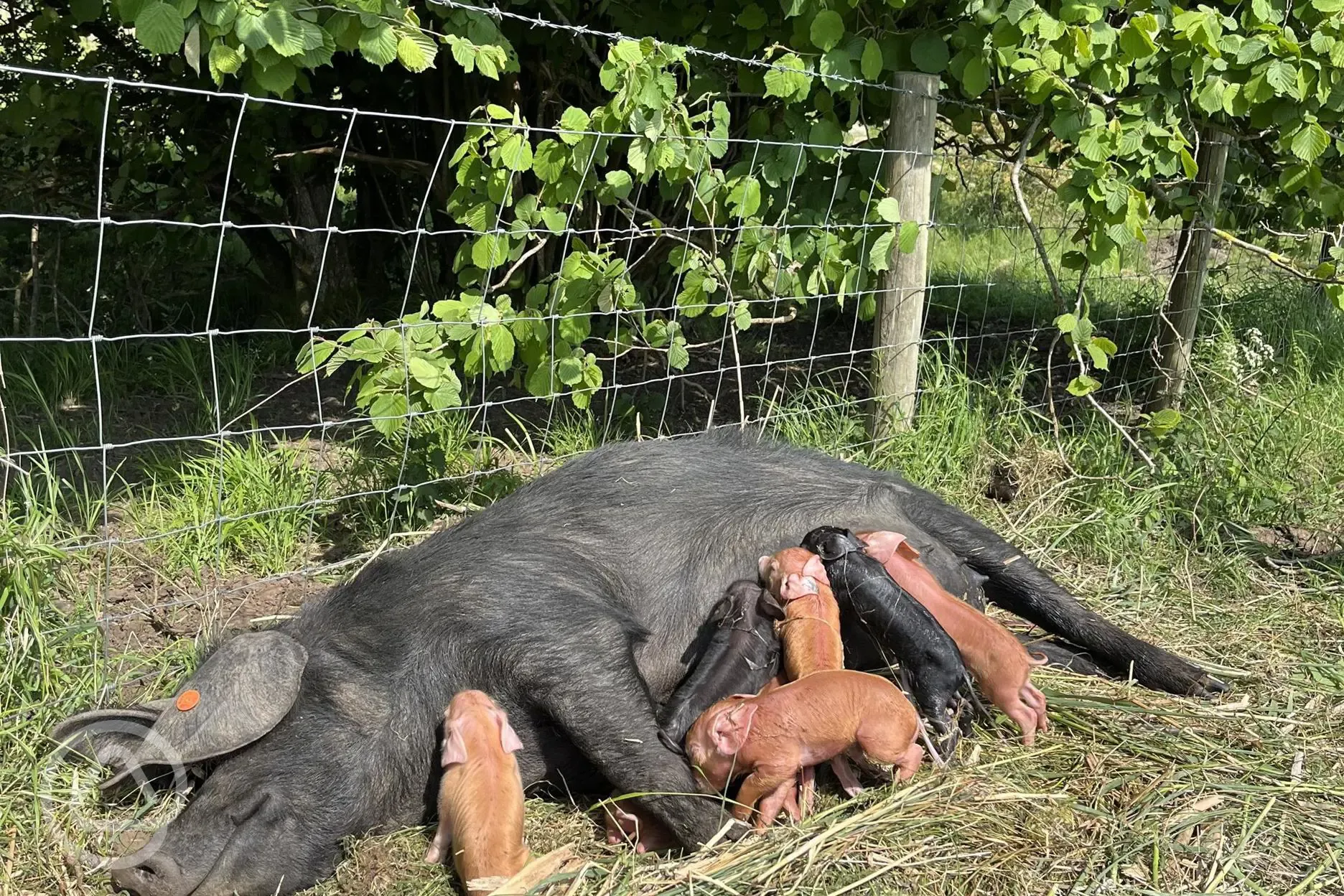 Free range Tamworth pigs