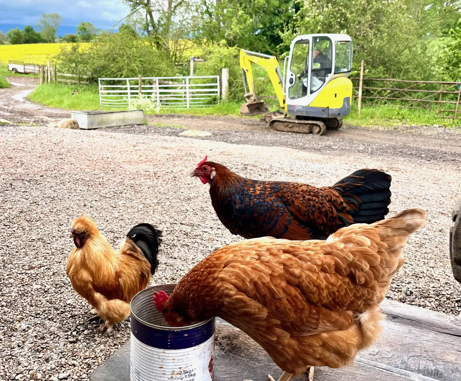 Free range Hens at the Campsite