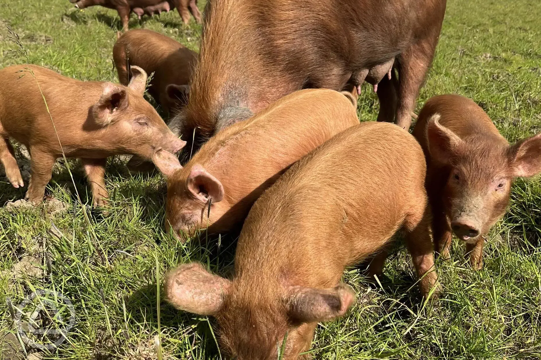 Free range Tamworth pigs