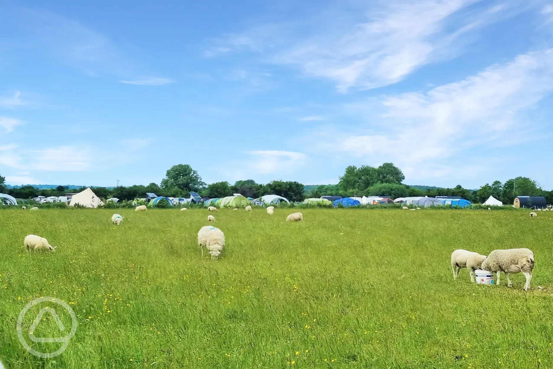 Camping field and onsite sheep