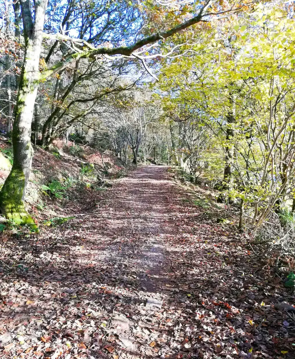 A 1k woodland walk to the huts