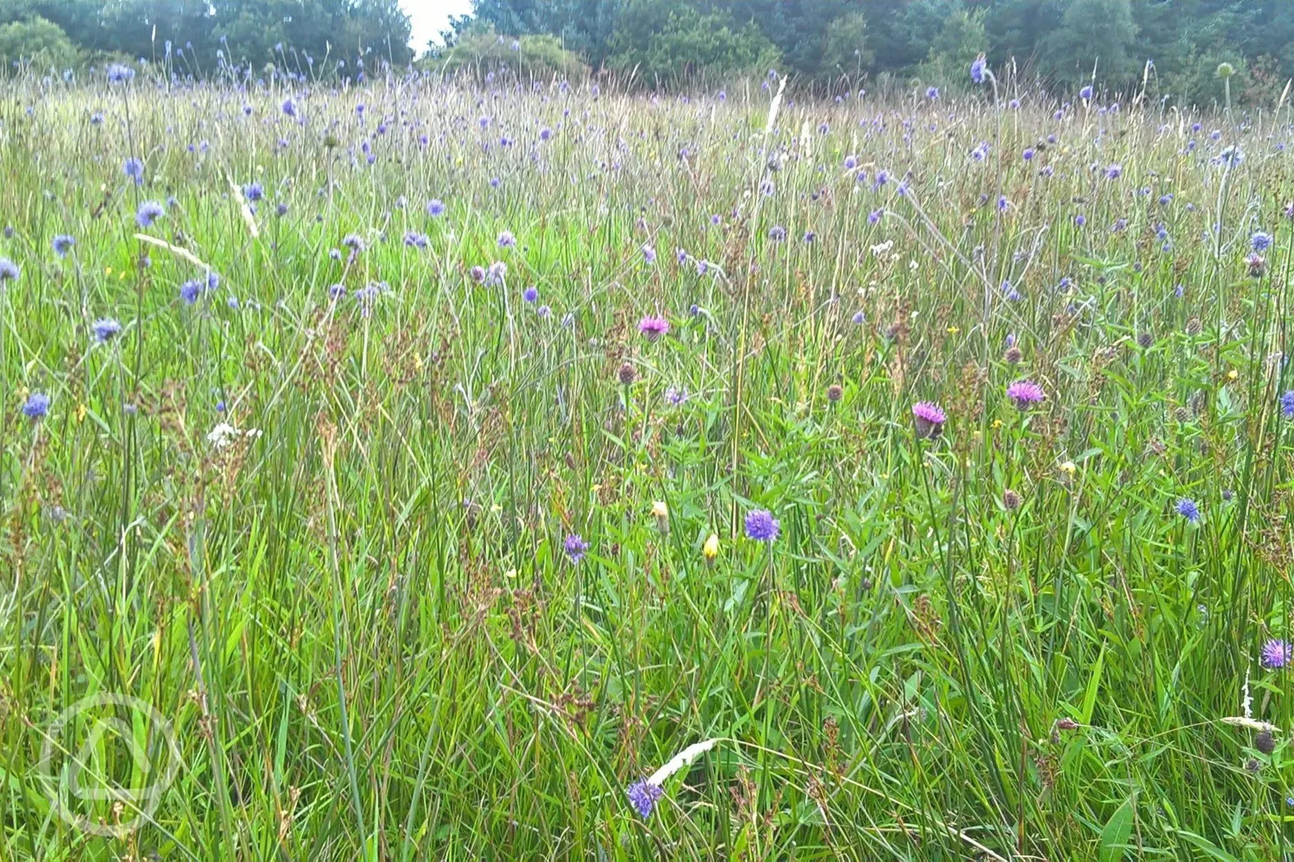 The meadows are managed for wild flowers