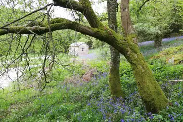 In spring we have a multitute of bluebells