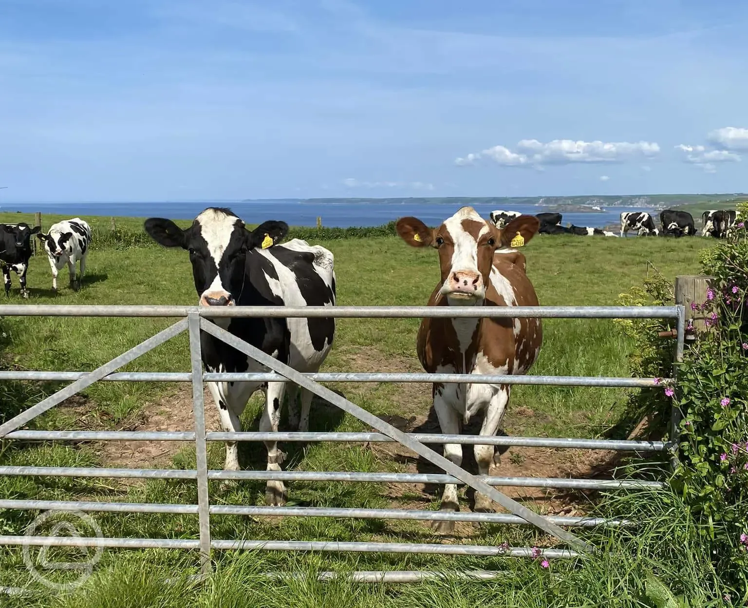 our herd enjoying the sea view