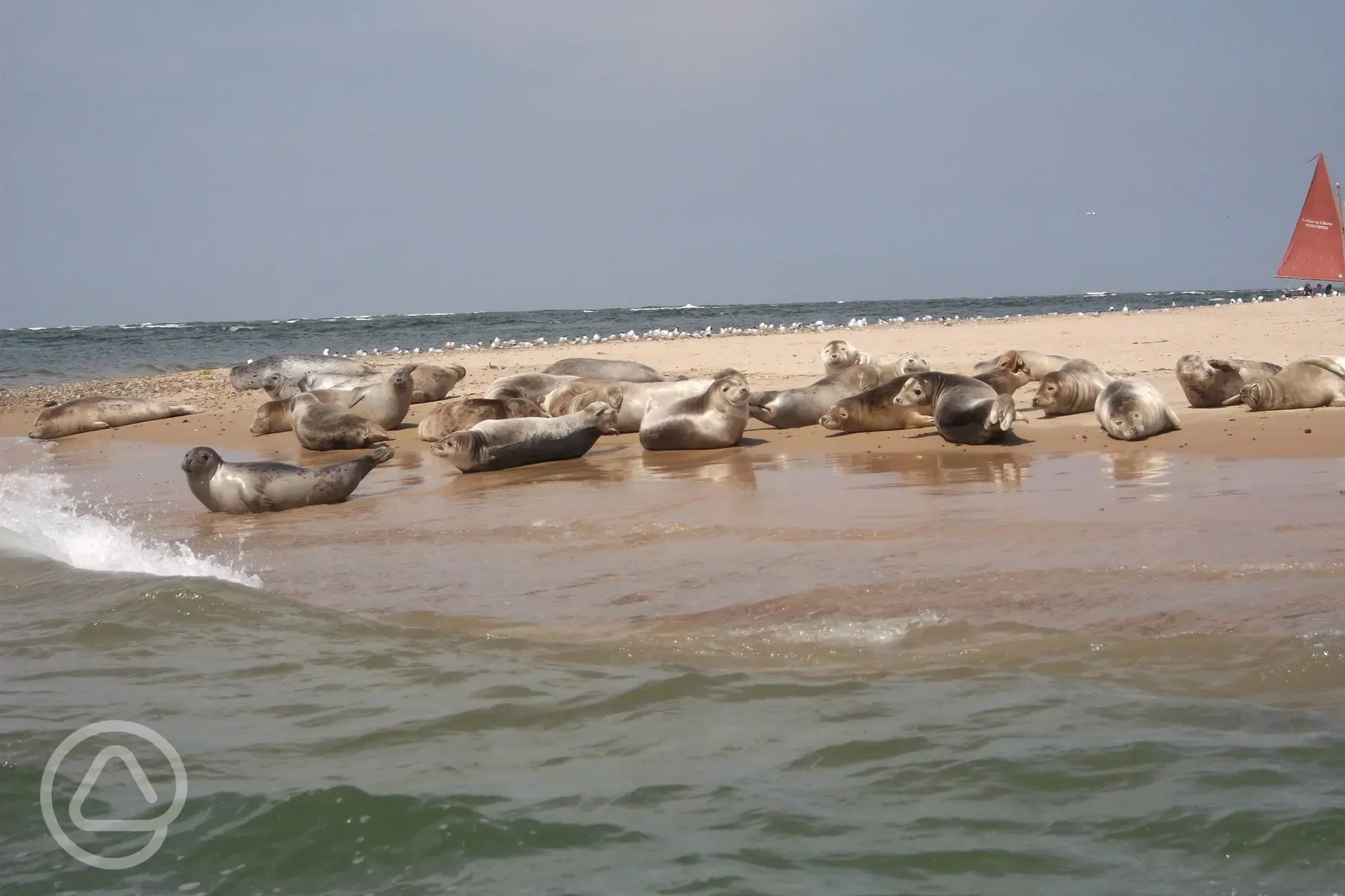 Seals at Blakeney Point