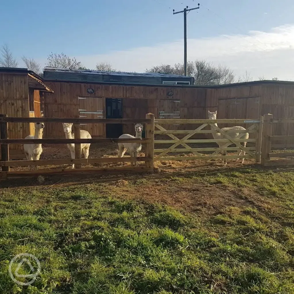 Resident alpacas 