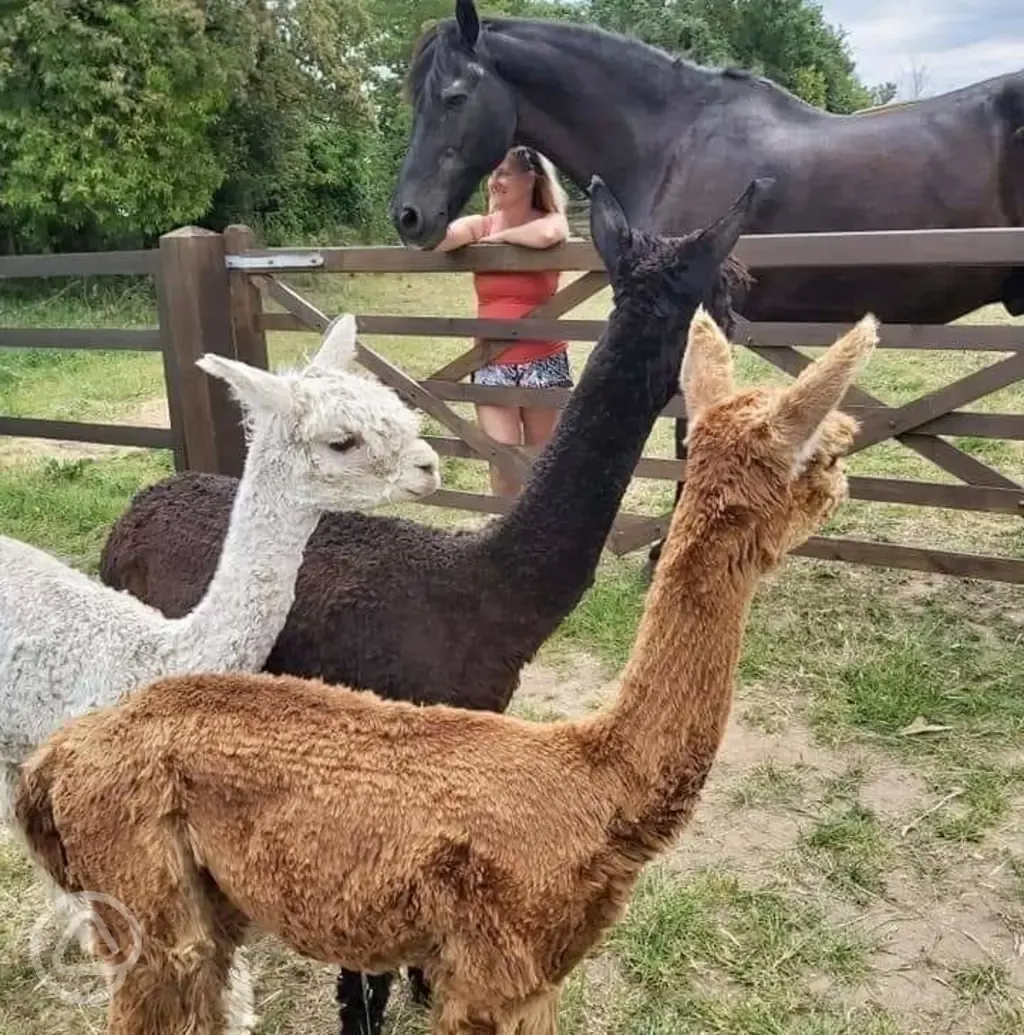 Alpacas 