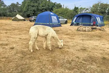 Alpaca