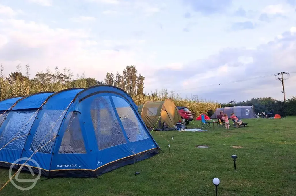 Electric grass tent pitches