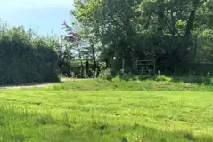 Sycamore non electric grass campervan pitch